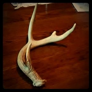 Four point deer antler